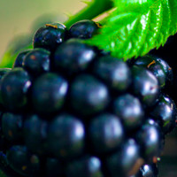 Blackberry Oil