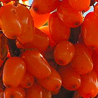 Sea Buckthorn Oil