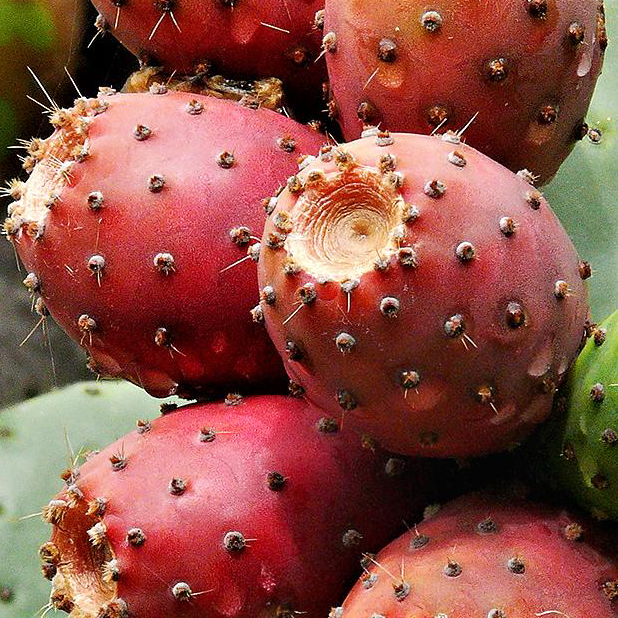 Opuntia Seed Oil