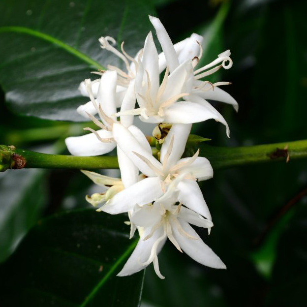 Coffee Flower Absolute