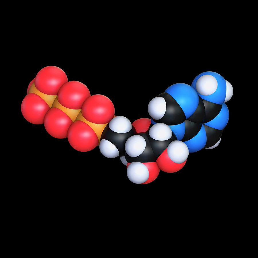 Adenosine