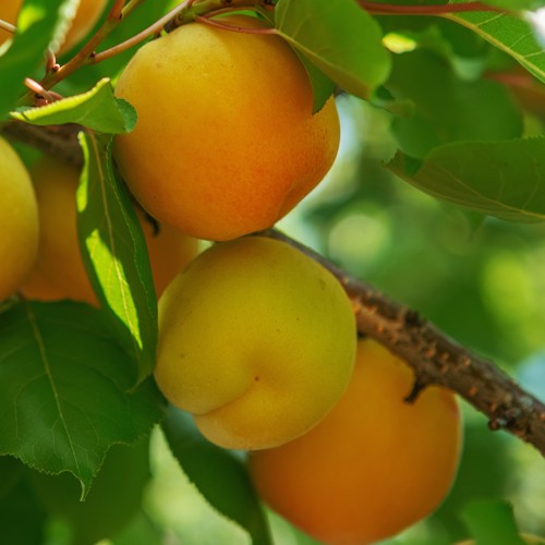 Apricot Kernel Oil