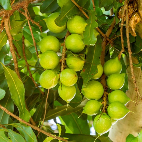 Macadamia Oil