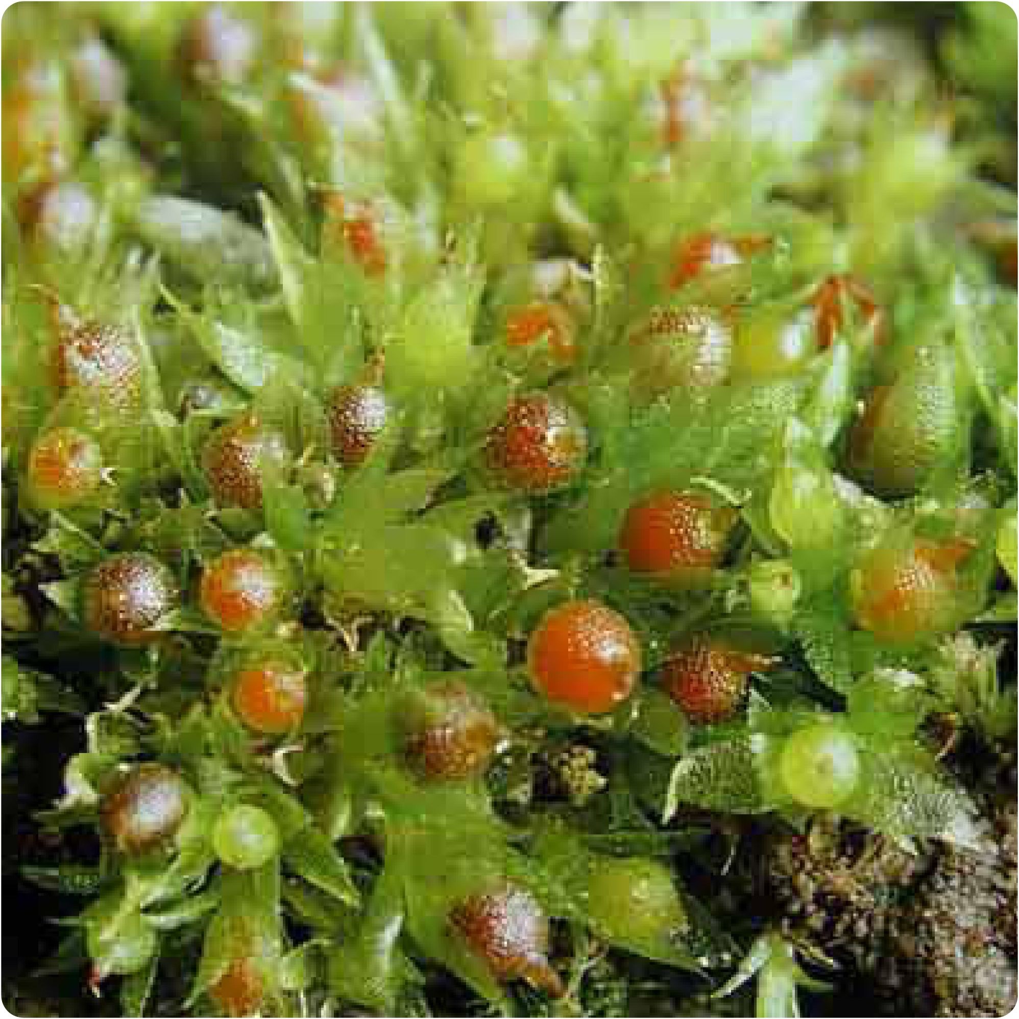 Moss Extract