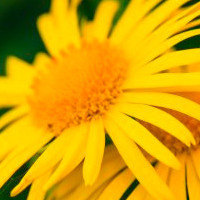 Arnica Flowers Extract