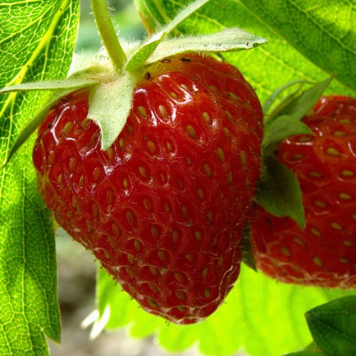 Strawberry Seed Oil