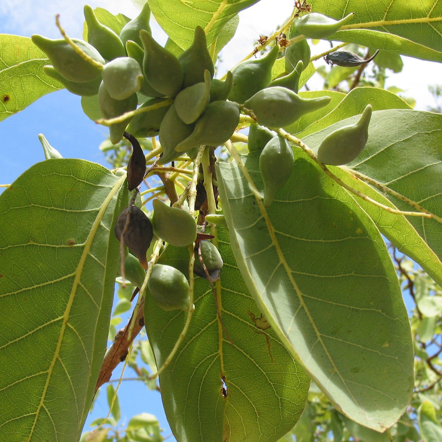 Australian Kakadu Plum