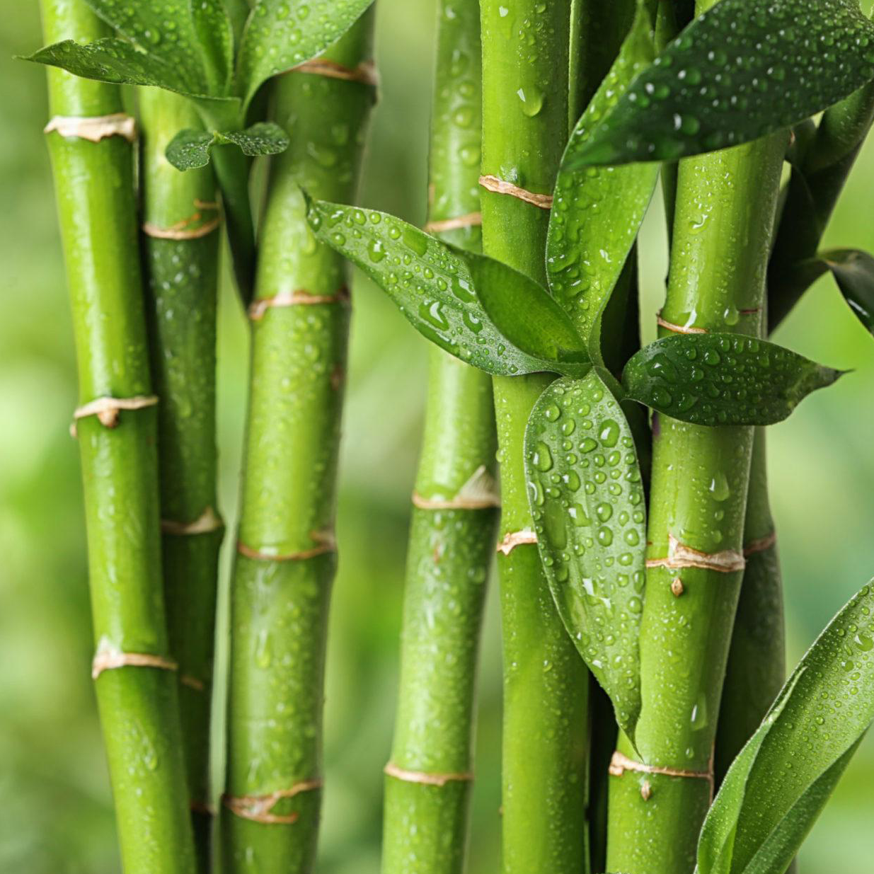 Bamboo Extract